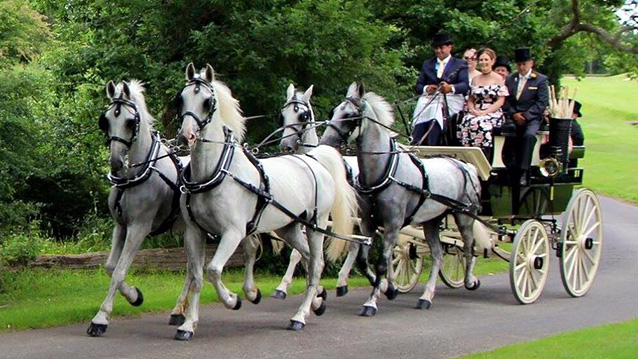 Four white horses pulling a fully opened carriage with wedding guests seating inside and a coachman